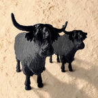 Buffalo